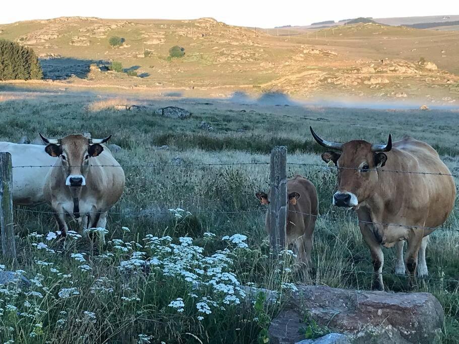 Buron Coeur D'Aubrac Vila Marchastel  Exterior foto